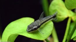 Otocinclus Catfish On A Banana Plant Leaf