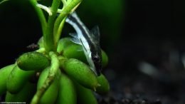 Otocinclus Catfish On Banana Plant Tuber
