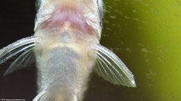 Otocinclus Catfish Fins, Upclose