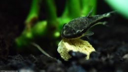 Otocinclus Affinis Eating Food Pellet, Upclose