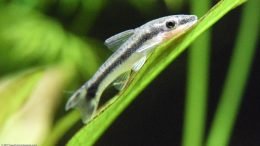 Otocinclus Catfish In A Freshwater Aquarium