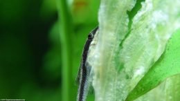 Otocinclus Affinis Eating Iceberg Lettuce