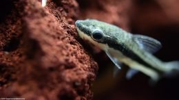 Otocinclus Catfish On A Lava Rock