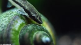 Otocinclus Catfish And A Mystery Snail