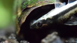 Dwarf Sucker Finding A Meal On An Operculum