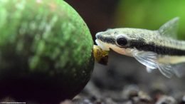 Dwarf Sucker With Pond Snail And Mystery Snail