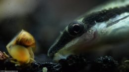Otocinclus Catfish And Ramshorn Snail On Glass