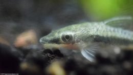 Otocinclus Affinis Resting Near Algae Growing On Glass