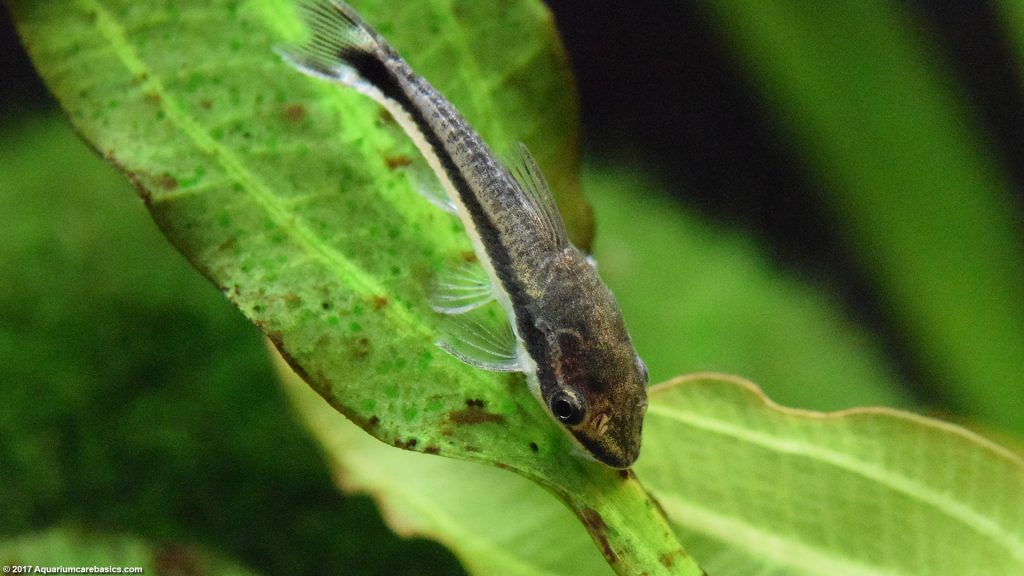 Otocinclus Catfish Care, Food, Size & Algae Eating Video