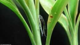 Two Otocinclus Catfish On A White Sandriana Plant