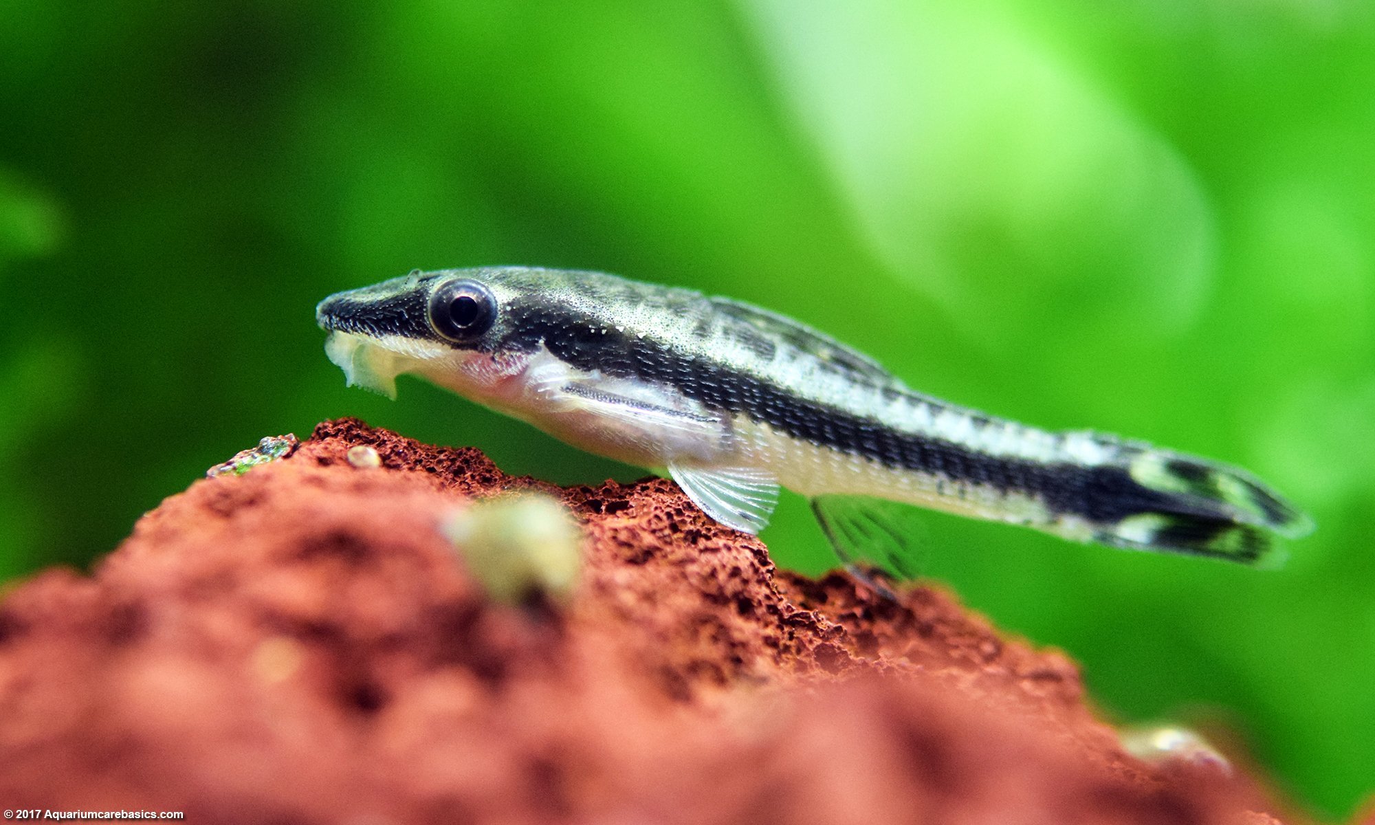 Otocinclus Catfish In Freshwater Aquarium