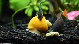 Otocinclus Catfish Cleaning Gold Inca Snail Shell