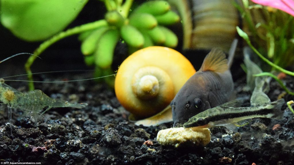 Otocinclus Catfish Care, Food, Size & Algae Eating Video