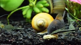 Otocinclus Affinis And Cory Catfish Feeding On A Pellet