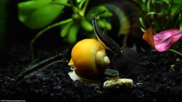 Otocinclus And Cory Catfish With Gold Inca Snail, Feeding