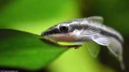 Otocinclus Fish Eye, Closeup