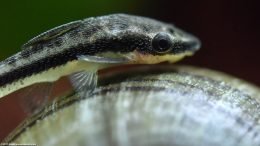 Otocinclus Fish, Upclose