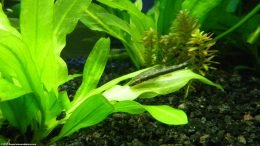 Otto Otocinclus Catfish On Aquarium Plant