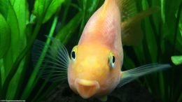 Parrot Cichlid In A Planted Tank