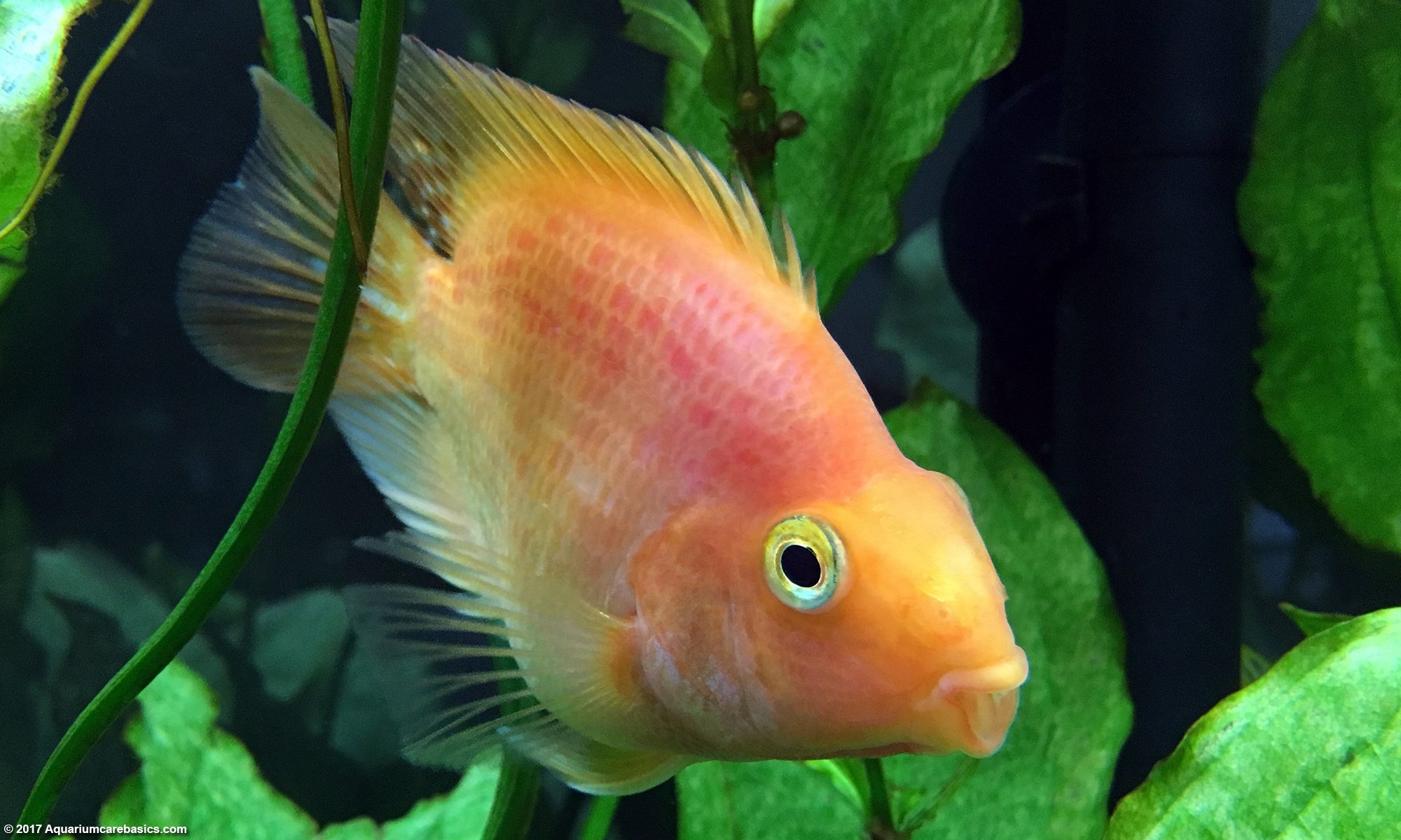 Parrot Cichlid In A Freshwater Tank