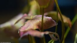 Pink Aquarium Plant Leaves Against Dark Background