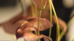 Pink Aquarium Plant Leaves, Upclose