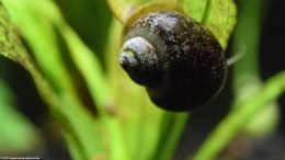 Pitted Mystery Snail Shell On Amazon Sword