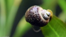 Pitted Mystery Snail Shell, Closeup