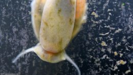 Pond Snail In An Aquarium, Cleaning