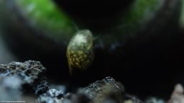 Pond Snail Cleaning A Mystery Snails Shell