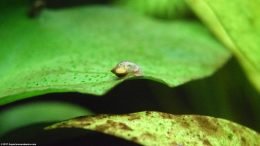 Pond Snail Eating Algae Growing On Anubias Barteri Leaf