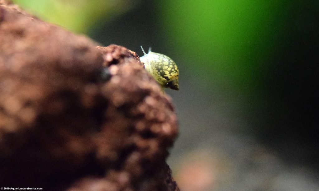 Pond Snail Eating Algae In A Freshwater Tank Video