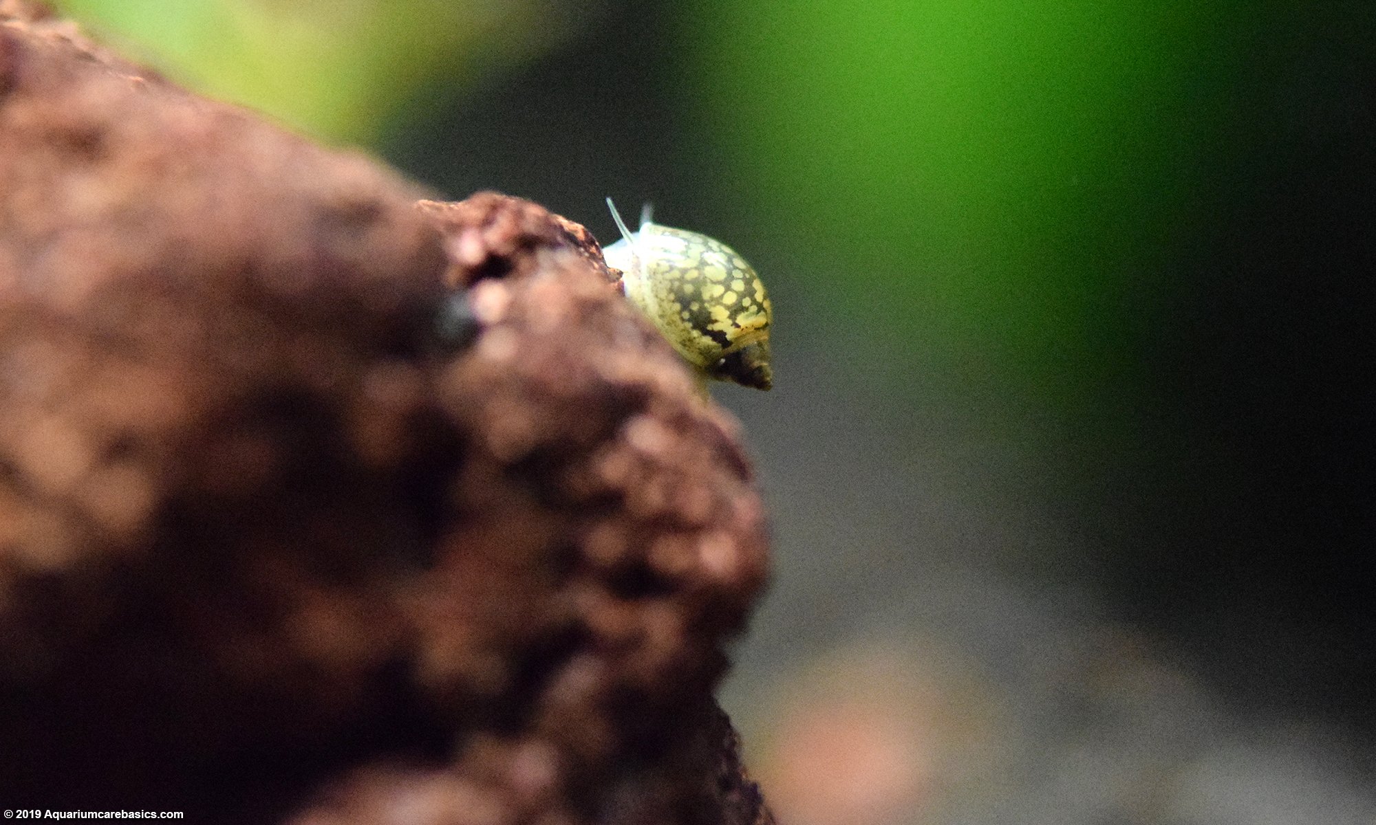 lava snail