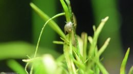 Pond Snail On Micro Sword Plant