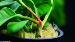 Potted Anubias Coffeefolia Plant In A Freshwater Tank