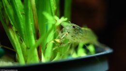 Potted Water Sprite Plant With An Amano Shrimp