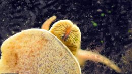 Rabbit Snail Feeding On Soft Algae Growing On Glass