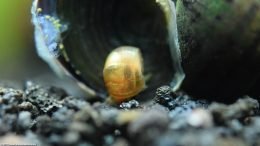Ramshorn Snail On Mystery Snail Operculum