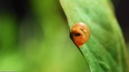 Ramshorn Snail With Air Bubble Under Shell