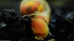 Ramshorn Snail Eating Algae On Substrate