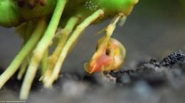 Ramshorn Snail On Anubias Barteri Root