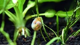 Ramshorn Snail In An Aquarium