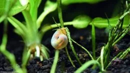 Ramshorn Snail In An Aquarium