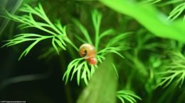 Ramshorn Snail On Aquarium Plants