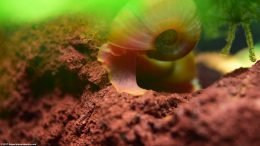 Ramshorn Snail Body And Foot On Lava Rock