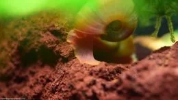 Ramshorn Snail Body And Foot On Lava Rock