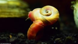 Ramshorn Snail Temperament Is Calm And Peaceful