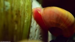 Ramshorn Snail Cleaning A Clam Shell