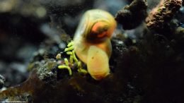 Ramshorn Snail Digging For Food