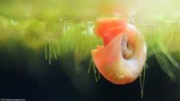 Ramshorn Snail Eating Plants Floating On Surface